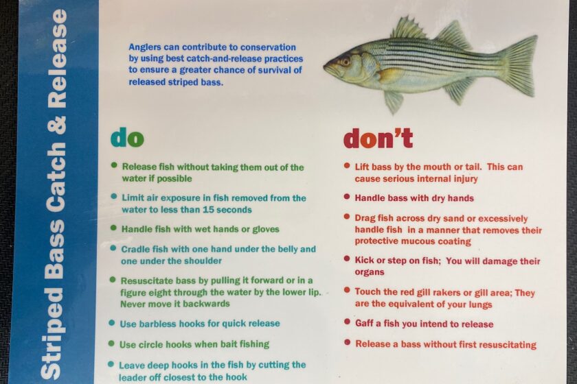 Reminder – Do's and Dont's for Catch & Release - Jingles Bait and Tackle -  Beach Haven (LBI), NJ